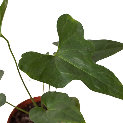 Anthurium 'Lacy Plant' | Live Plant for Indoor & Outdoor | House Plant Decor