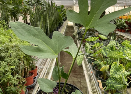 Anthurium 'Lacy Plant'