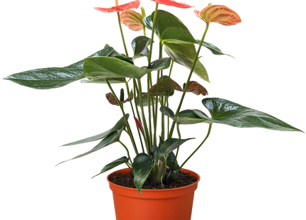 Anthurium 'Orange'