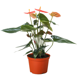 Anthurium 'Orange'