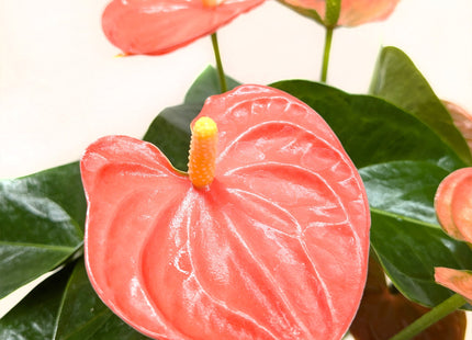 Anthurium 'Orange'