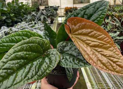 Anthurium 'Radicans x Luxurians'