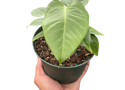 Anthurium 'Veitchii'