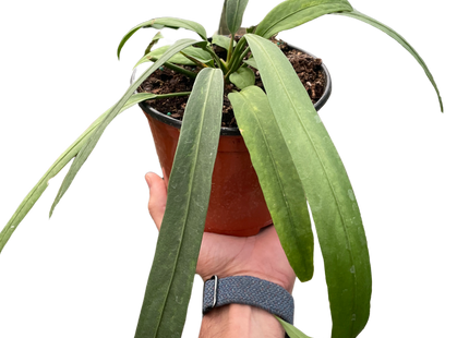 Anthurium 'Vittarifolium'