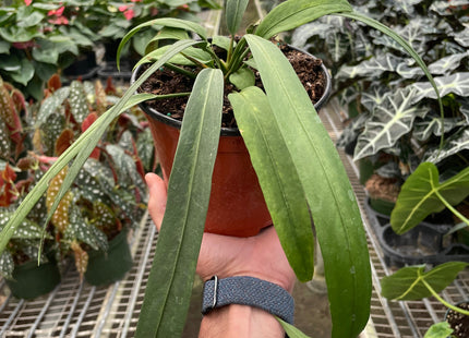 Anthurium 'Vittarifolium'