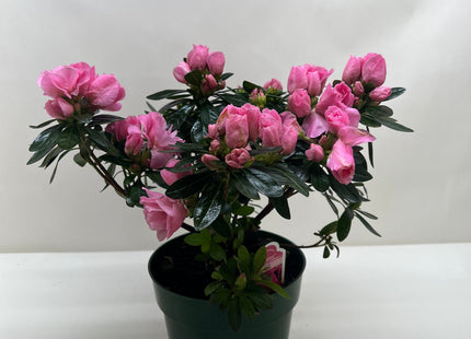 Azalea (Rhododendron)