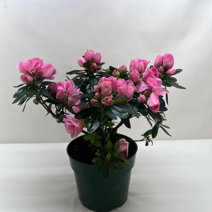 Azalea (Rhododendron)