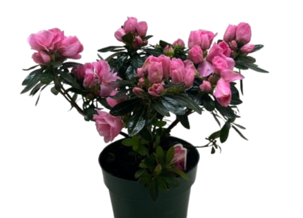 Azalea (Rhododendron)