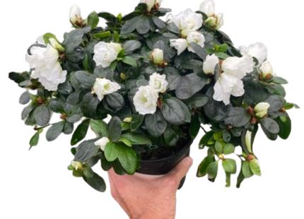 Azalea (Rhododendron)