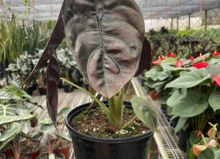 Alocasia 'Red Secret'