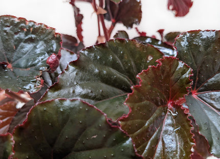 Begonia 'Black Magic'