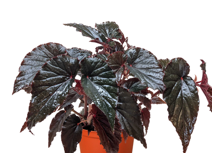 Begonia 'Black Magic'