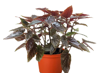 Begonia 'Corallina'