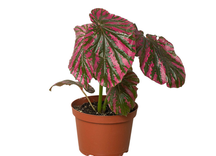 Begonia 'Exotica'