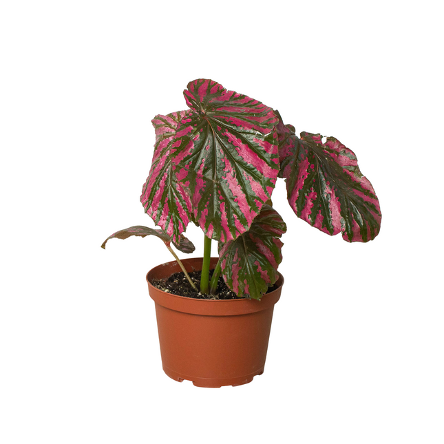 Begonia 'Exotica'