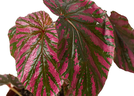 Begonia 'Exotica'