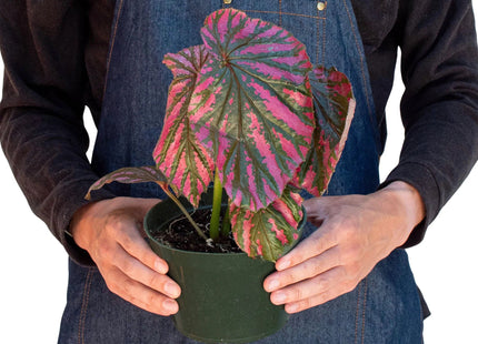 Begonia 'Exotica'