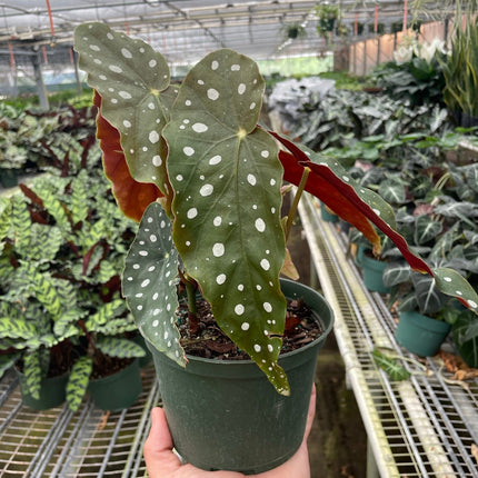Begonia 'Maculata' | Live Plant for Indoor & Outdoor | House Plant Decor