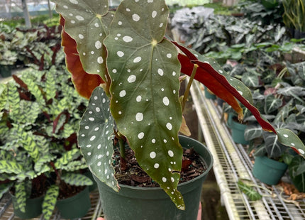 Begonia 'Maculata'