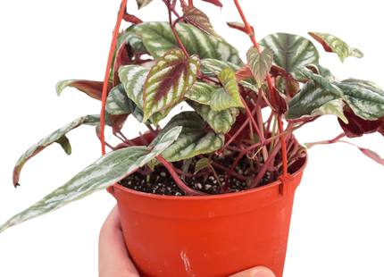 Begonia Rex Vine - 6" Pot