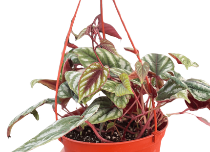 Begonia Rex Vine - 6" Pot