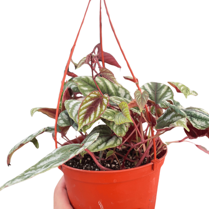 Begonia Rex Vine - 6" Pot