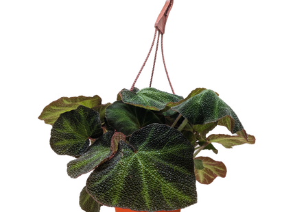 Begonia 'Soli Mutata'