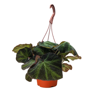 Begonia 'Soli Mutata'