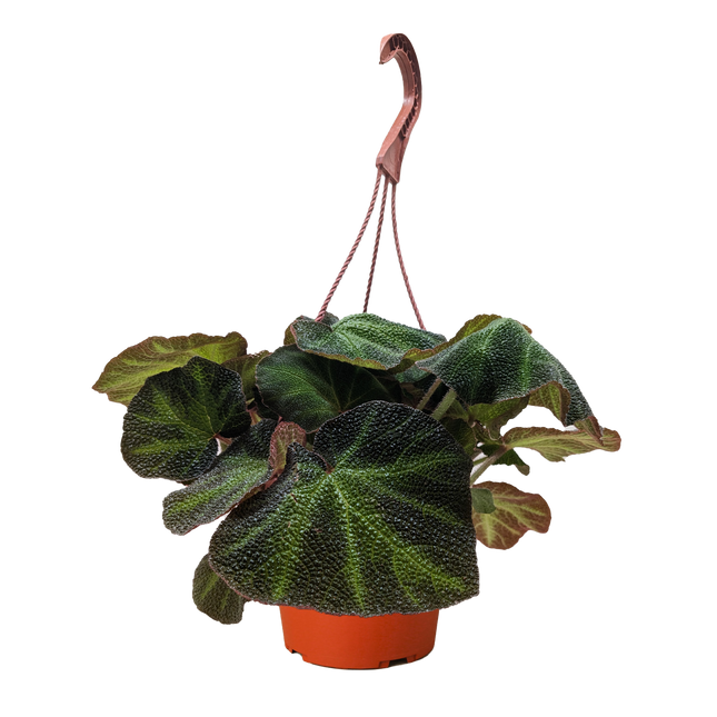 Begonia 'Soli Mutata'