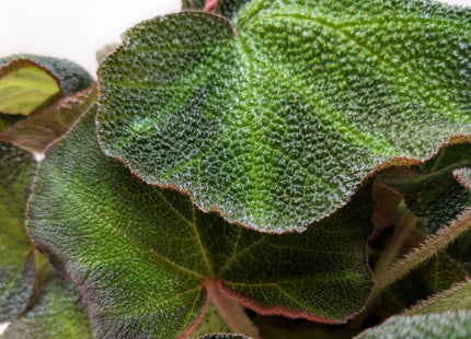 Begonia 'Soli Mutata'