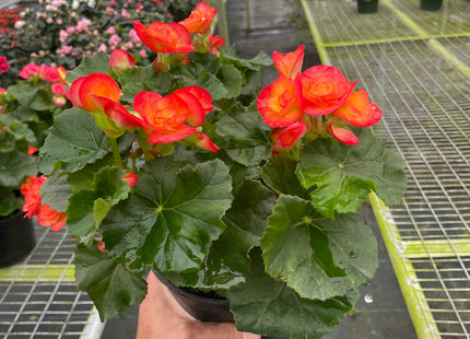 Wax Begonia