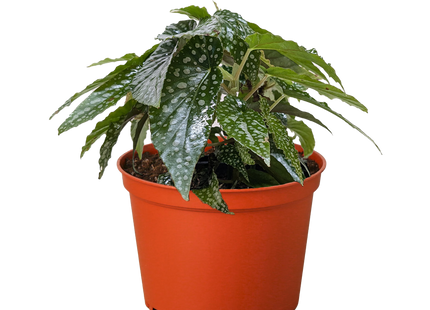 Begonia 'White Ice'