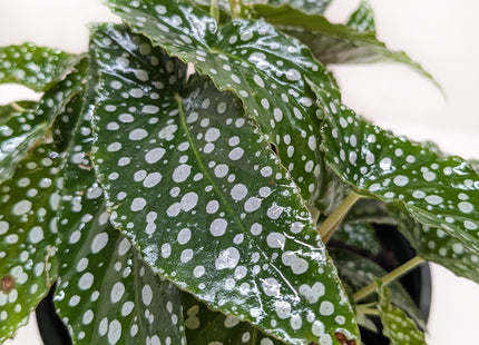 Begonia 'White Ice'