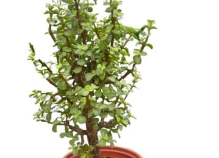Bonsai Jade Dwarf Green