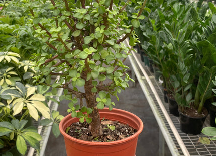 Bonsai Jade Dwarf Green