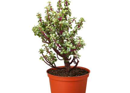 Bonsai Jade Dwarf Rainbow