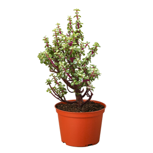 Bonsai Jade Dwarf Rainbow