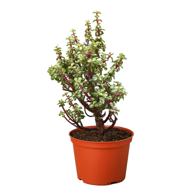 Bonsai Jade Dwarf Rainbow