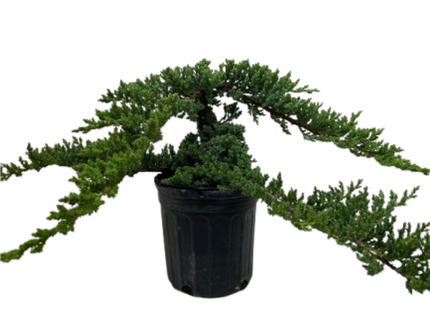 Bonsai Juniper