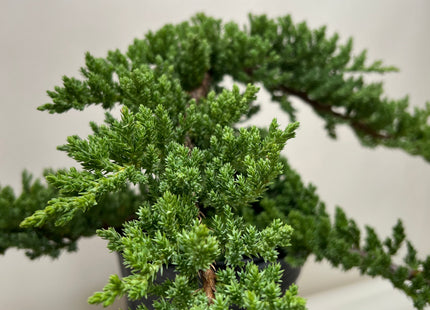 Bonsai Juniper