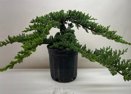Bonsai Juniper