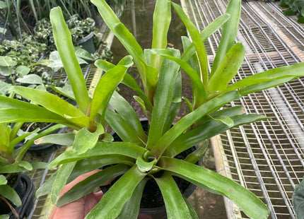 Bromeliad 'Fireball'