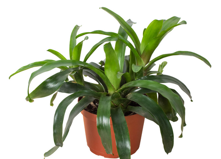 Bromeliad Bossanoa - 6" Pot