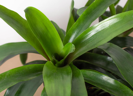 Bromeliad Bossanoa - 6" Pot