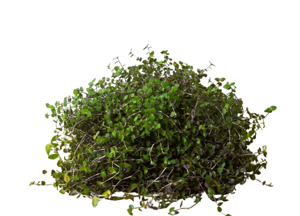 Calasia Repens