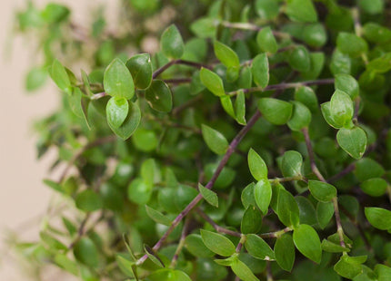 Calasia Repens