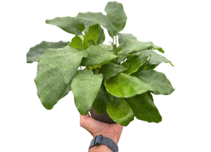 Calathea 'Musaica'