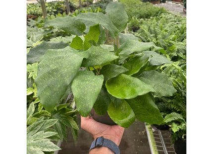 Calathea 'Musaica'