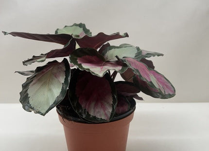 Calathea roseopicta 'Silvia'