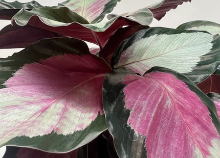 Calathea roseopicta 'Silvia'